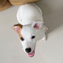 Jack Russell puppies available in good health condition for new homes Image eClassifieds4U
