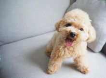 Toy poodle puppies available in good health condition for new homes Image eClassifieds4U