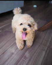 Toy poodle puppies available in good health condition for new homes Image eClassifieds4U