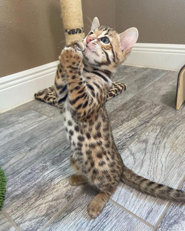 Purebred Bengal Kittens Male and Female Available Image eClassifieds4u