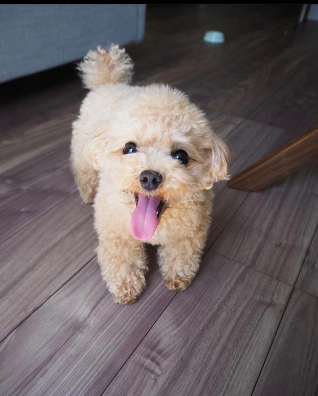 Toy poodle puppies available in good health condition for new homes Image eClassifieds4u