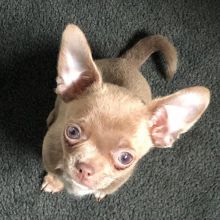 Chihuahua Puppy Ready For A New Home