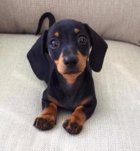 Dachshund puppies available in good health condition for new homes