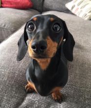Dachshund puppies available EMAIL: fordellis2@gmail.com