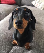 Dachshund puppies available in good health condition for new homes