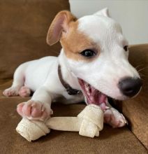 Jack Russell puppies available in good health condition for new homes EMAIL: ricecarrut@gmail.com