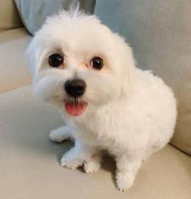 Maltese puppies available in good health condition for new homes EMAIL: fordellis2@gmail.com