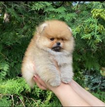 Pomeranian puppies available in good health condition for new homes EMAIL: fordellis2@gmail.com