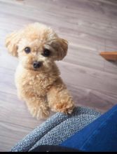 Toy poodle puppies available in good health condition for new homes EMAIL: fordellis2@gmail.com