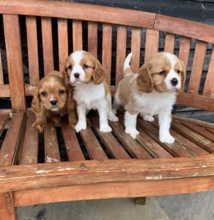 Calvalier King charles spaniel puppies ready to go Image eClassifieds4u