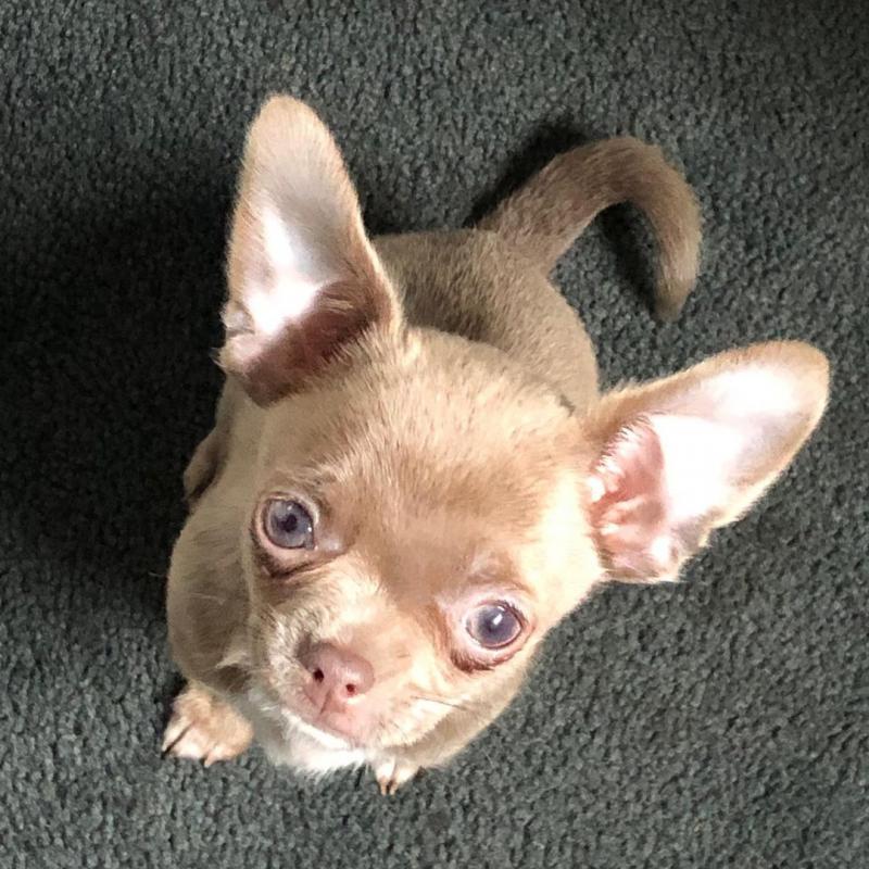 Chihuahua Puppy Ready For A New Home Image eClassifieds4u