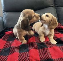 Best Quality male and female dashchund puppies for adoption... Image eClassifieds4U