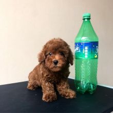Toy poodle puppies available EMAIL: ricecarrut@gmail.com Image eClassifieds4u 1