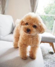Toy poodle puppies available EMAIL: fordellis2@gmail.com Image eClassifieds4u 2
