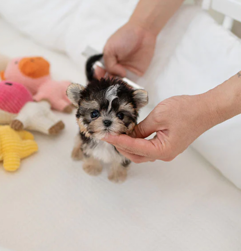 Morkie puppies available Image eClassifieds4u