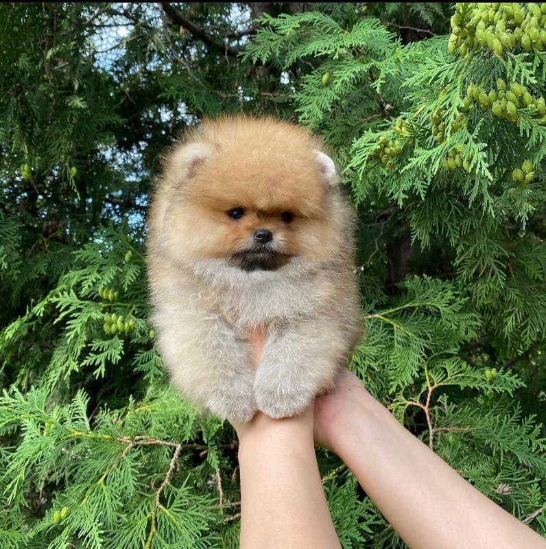 Pomeranian puppies available in good health condition for new homes Image eClassifieds4u