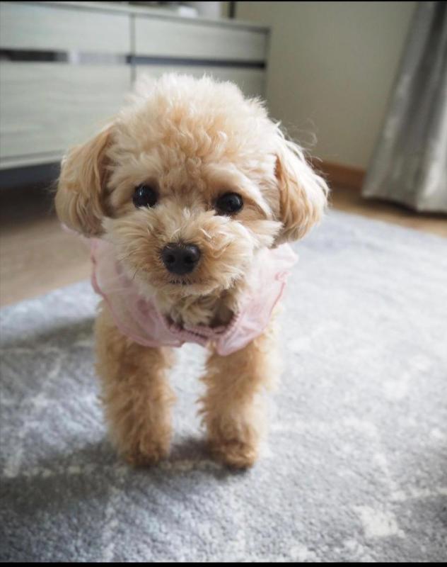 Toy poodle puppies available in good health condition for new homes Image eClassifieds4u