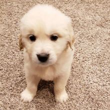 Golden Retriever puppies available in good health condition