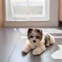Toy poodle puppies available in good health condition for new homes EMAIL: ricecarrut@gmail.com