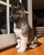 Akita puppies, male and female for adoption
