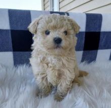 Best Quality male and female maltipoo puppies for adoption...