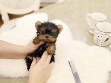 Excellence lovely Male and Female yorkie Puppies for adoption..