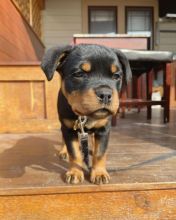 Rottweiler puppies, male and female for adoption