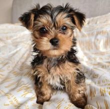 Teacup Yorkie Puppies For Adoption You Can Get To Us At britannyjones780@gmail.com