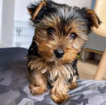 Teacup Yorkie Puppies For Adoption You Can Get To Us At britannyjones780@gmail.com