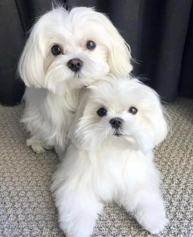 Best Quality male and female MALTESE puppies for adoption... Image eClassifieds4u