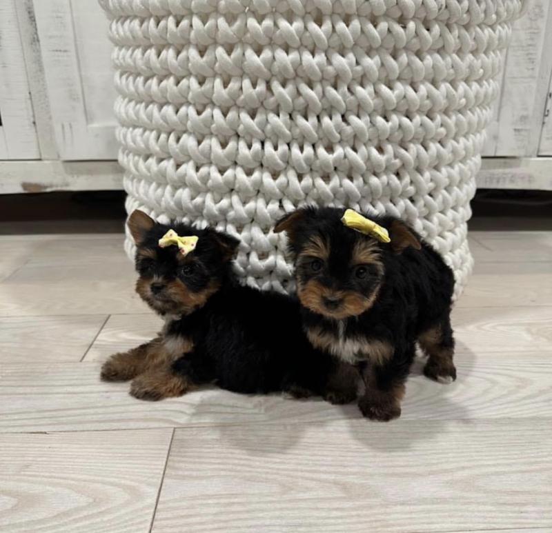 Excellence lovely Male and Female Yorkie Puppies for adoption Image eClassifieds4u
