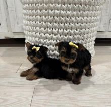 Excellence lovely Male and Female Yorkie Puppies for adoption Image eClassifieds4u 3