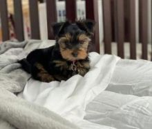 Teacup Yorkie Puppies For Adoption You Can Get To Us At britannyjones780@gmail.com Image eClassifieds4u 2