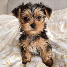 Teacup Yorkie Puppies For Adoption You Can Get To Us At britannyjones780@gmail.com Image eClassifieds4u 1