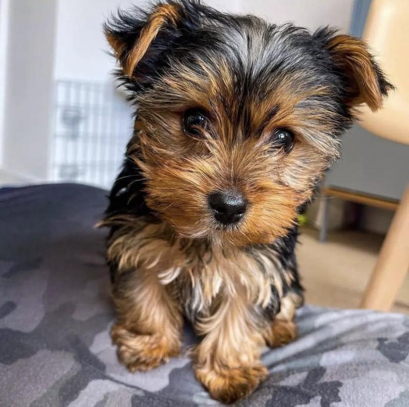 Teacup Yorkie Puppies For Adoption You Can Get To Us At britannyjones780@gmail.com Image eClassifieds4u