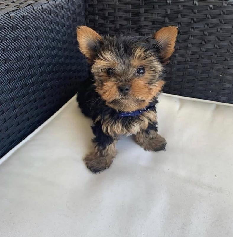 Teacup Yorkie Puppies For Adoption You Can Get To Us At britannyjones780@gmail.com Image eClassifieds4u