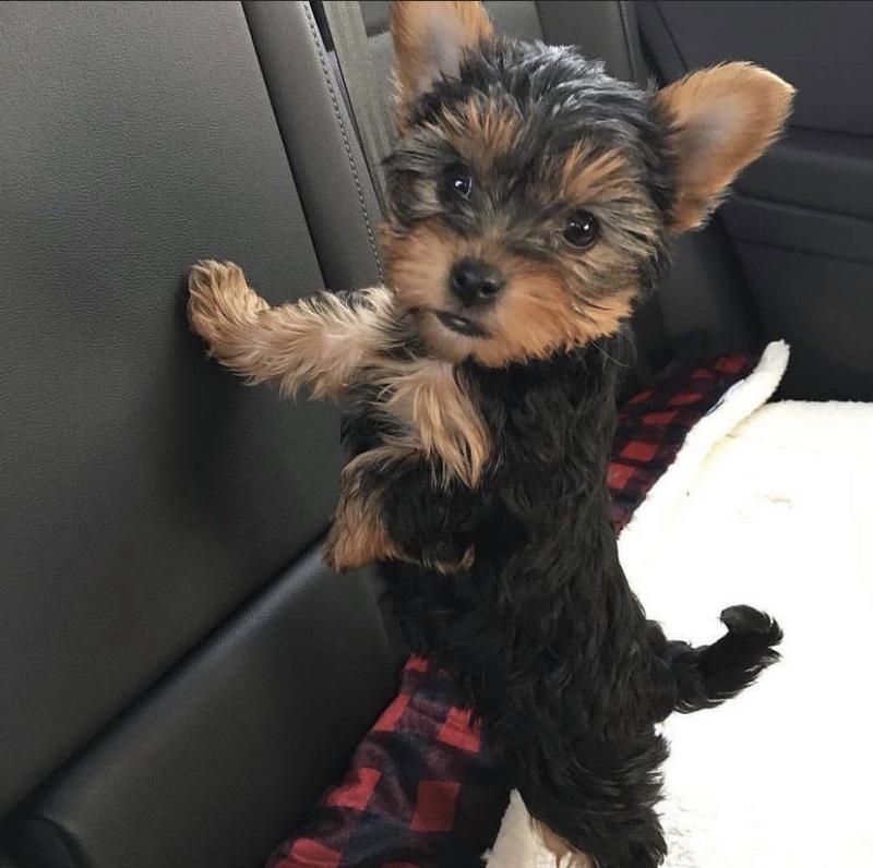 Teacup Yorkie Puppies For Adoption You Can Get To Us At britannyjones780@gmail.com Image eClassifieds4u