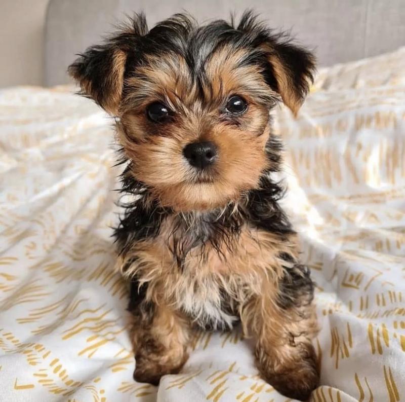 Teacup Yorkie Puppies For Adoption You Can Get To Us At britannyjones780@gmail.com Image eClassifieds4u