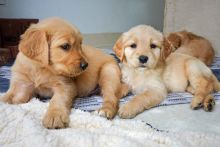 Golden Retriever puppies for sale, updated on vaccines and potty trained.