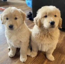 Golden Retriever puppies for sale, updated on vaccines and potty trained.