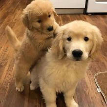 Golden Retriever puppies for sale, updated on vaccines and potty trained.