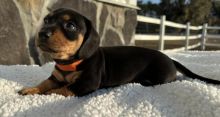 Miniature Dachshunds Puppies for sale!Vaccinated wormed and potty trained.