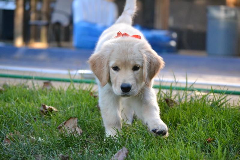Golden Retriever puppies for sale Image eClassifieds4u
