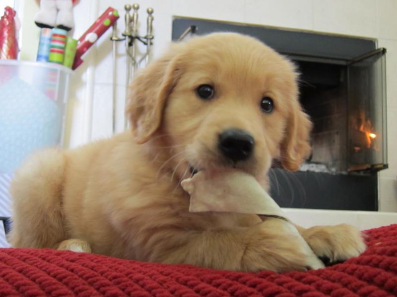 Golden Retriever puppies for sale, updated on vaccines and potty trained. Image eClassifieds4u