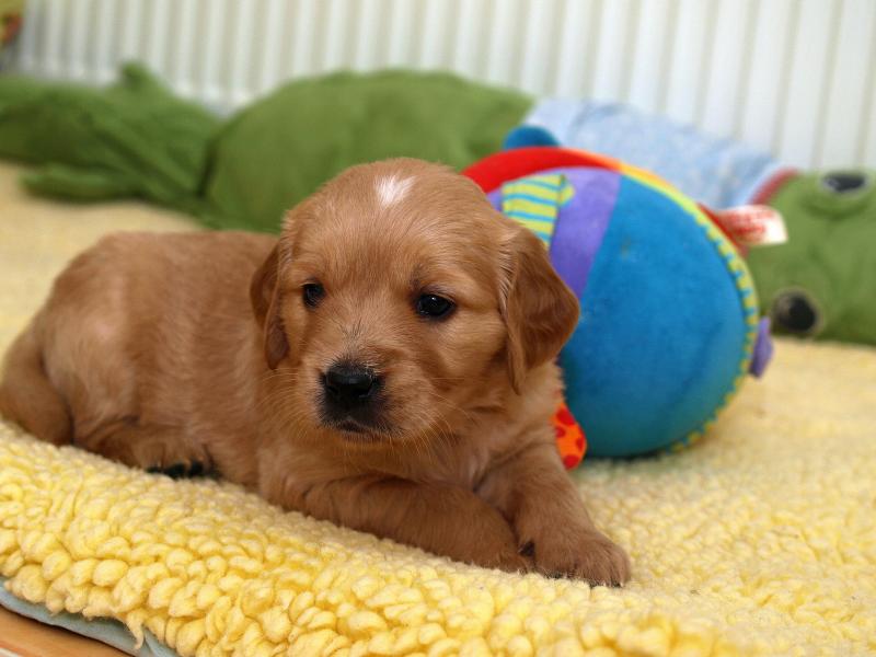 Golden Retriever puppies for sale, updated on vaccines and potty trained. Image eClassifieds4u