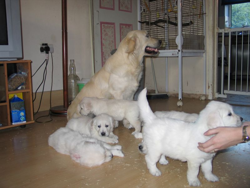 Golden Retriever puppies for sale, updated on vaccines and potty trained. Image eClassifieds4u