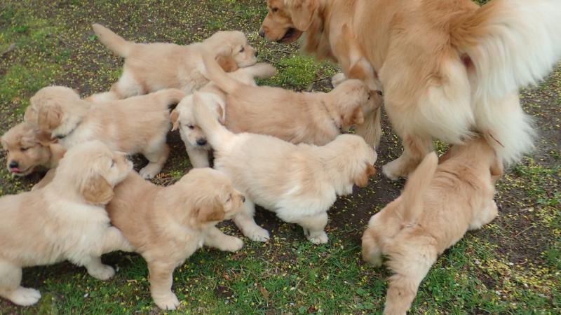 Golden Retriever puppies for sale, updated on vaccines and potty trained. Image eClassifieds4u