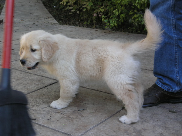 Golden Retriever puppies for sale, updated on vaccines and potty trained. Image eClassifieds4u