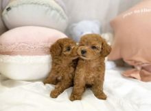 Excellence lovely Male and Female cavapoo Puppies for adoption.. Image eClassifieds4U