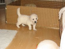Golden Retriever puppies for sale, updated on vaccines and potty trained. Image eClassifieds4U